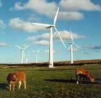 Wind Farm, courtesy of Bill Willis, North Dakota
